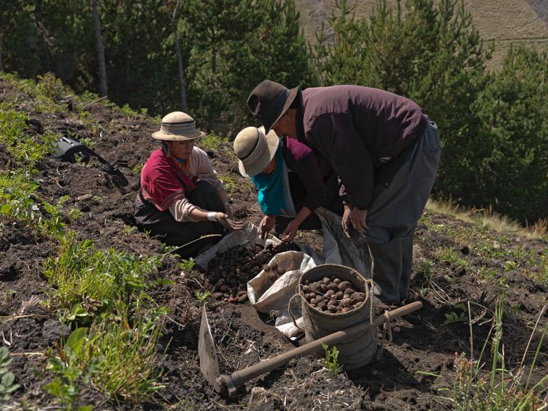 Investigadores y técnicos reciben curso para mejorar el manejo del cultivo de la papa gracias al CIP y KOLFACI