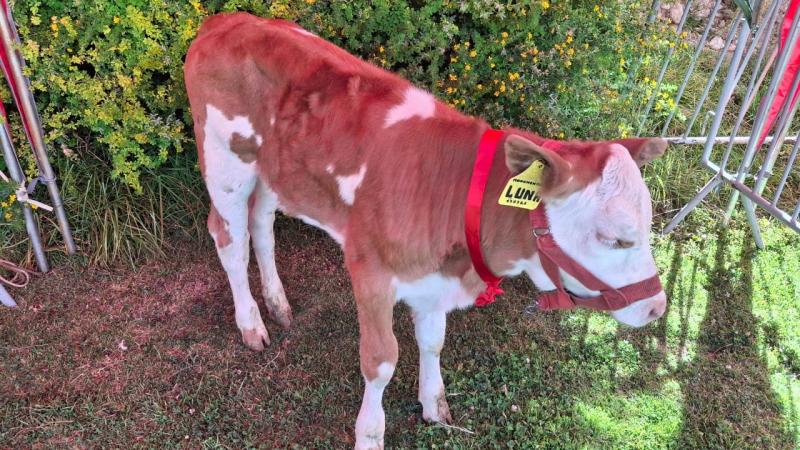 Jauja: Nacen 18 crías de ganado vacuno de alta calidad genética de las razas Simmental, Brown Swiss y Monttbeliarde
