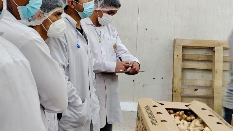 Jengibre peruano: la brecha técnica que desafía su salto exportador