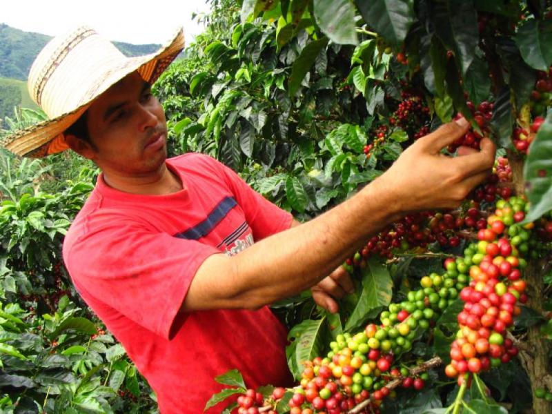 JNC solicitó constituir  fondo de desarrollo cafetalero