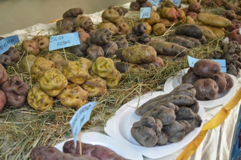 JUNÍN: FESTIVAL NUTRIPAPA PREMIA LA CREATIVIDAD, EL RETO Y LA INNOVACIÓN