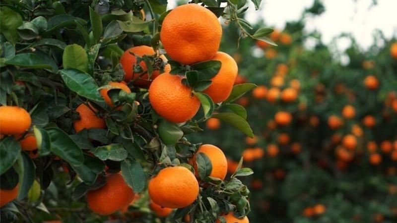 Junín, Piura y Lima concentran el 52.6% de la superficie de cítricos en Perú