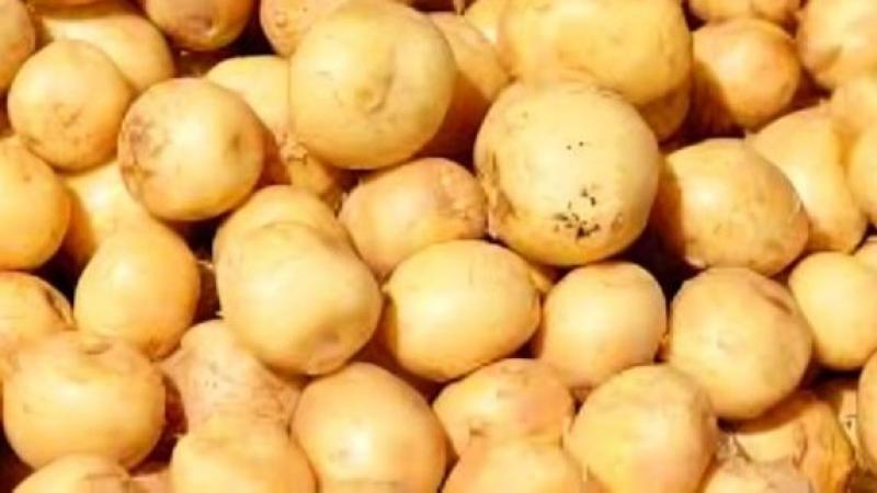 Kenia será la sede del Congreso Mundial de la Papa de 2026