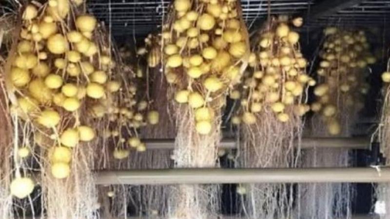 La aeroponía tiene potencial para transformar la agricultura peruana