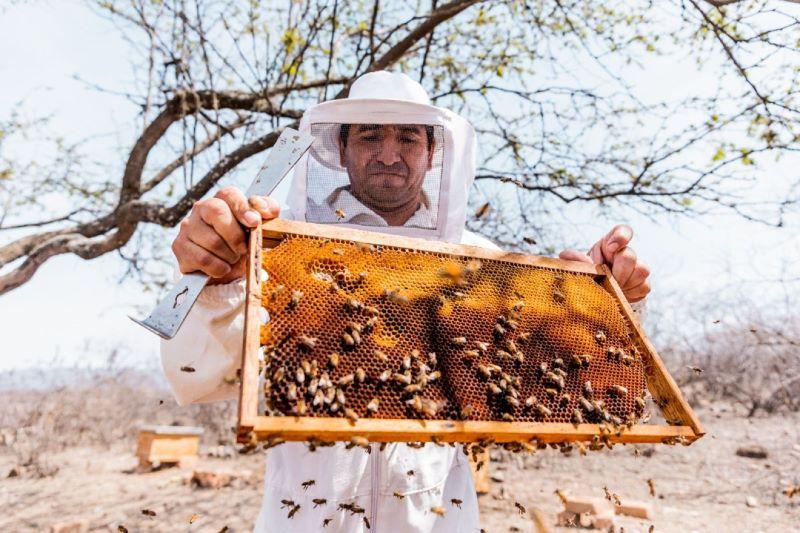 La apicultura cumple un rol decisivo en la agricultura