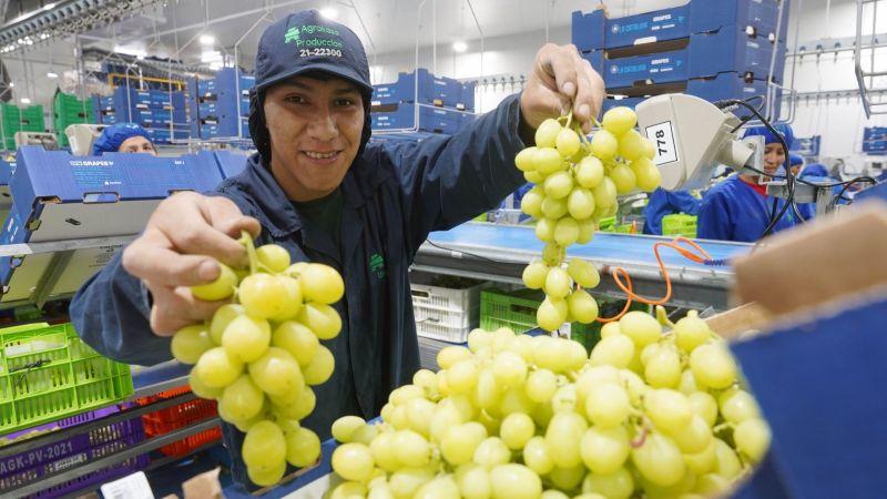 La batalla por el precio justo en el mercado mundial de la uva de mesa: Perú negocia gracias a su alto rendimiento
