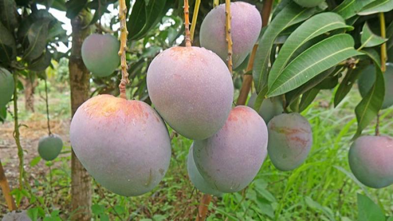 “La campaña del mango peruano afronta una reducción significativa en 2026”