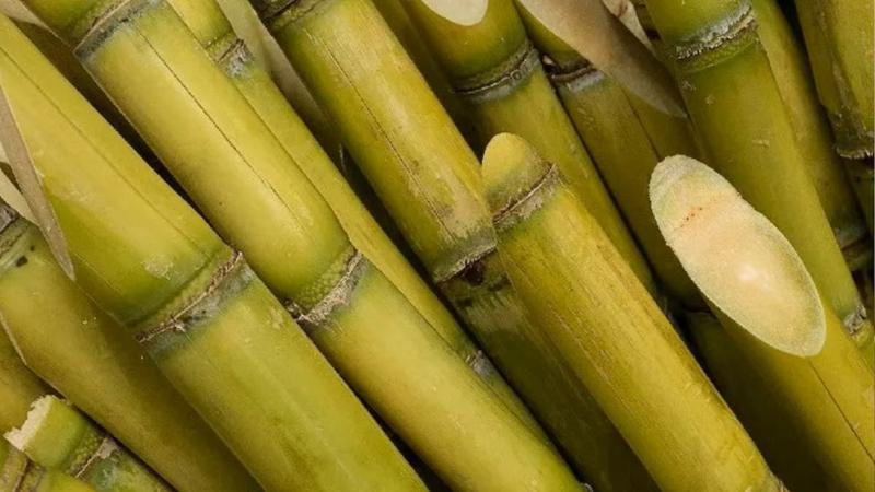 La caña de azúcar de Perú tiene los mayores rendimientos por hectárea del mundo