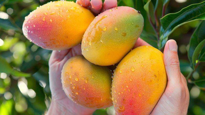 La Industria del Mango en Estados Unidos: Consideraciones y Reflexiones