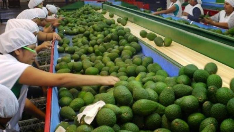 La palta fue el principal producto exportado por Perú a Europa en 2024