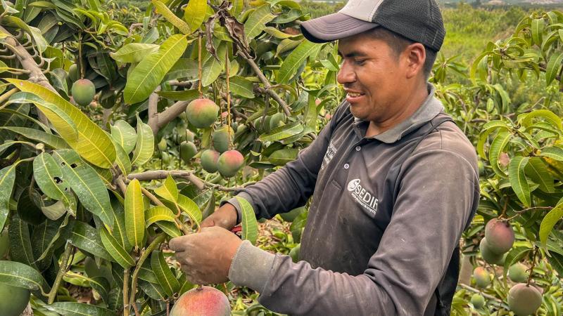 La poda en la fase de desarrollo de frutos: clave para la calidad y productividad del mango en el valle de Nepeña, región Ancash