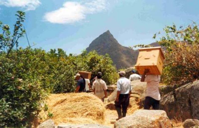 LAMBAYEQUE: APICULTORES INCREMENTARÁN PRODUCCIÓN DE MIEL EN 15%