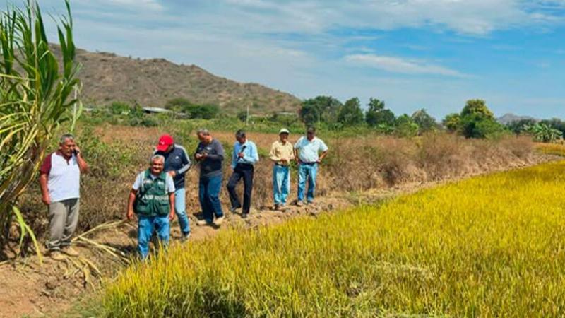Lambayeque: definieron fechas de siembra para la campaña complementaria de arroz en el Valle Zaña