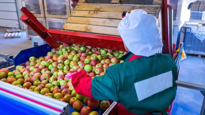 Lanzan proyecto de Ley que busca derogar beneficios tributarios a las agroexportadoras