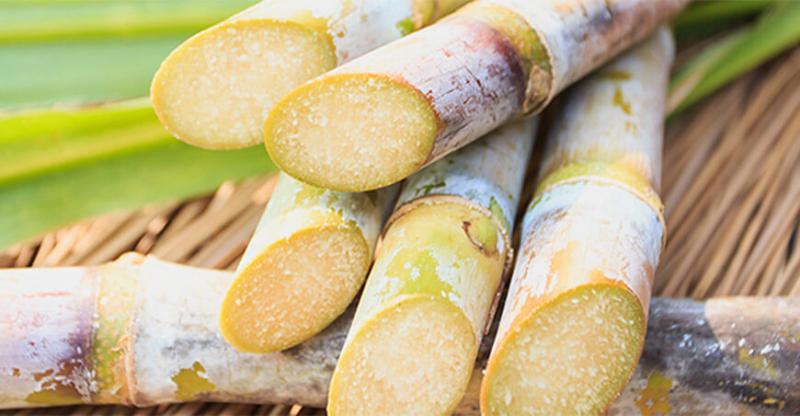 Lanzan proyecto para impulsar la transformación de la caña de azúcar en Ucayali