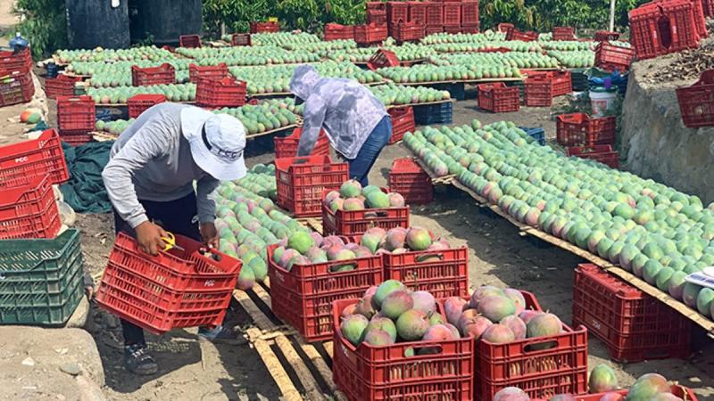 Las claves de la buena campaña de mango 2024-2025 y sus perspectivas
