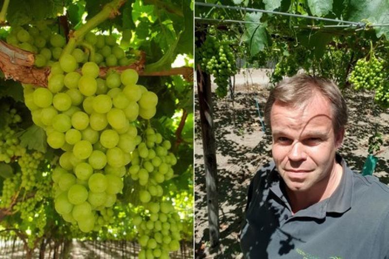 "Las huelgas en Perú ya están provocando escasez de uvas rojas sin semillas"