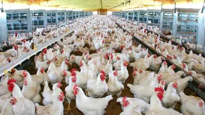 Latinoamérica produjo 29.946 millones de toneladas de carne de pollo en 2024, lo que representó el 29% de la producción mundial