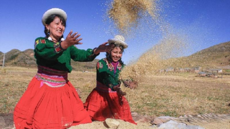Ley de industrialización de granos andinos impulsará la agricultura familiar