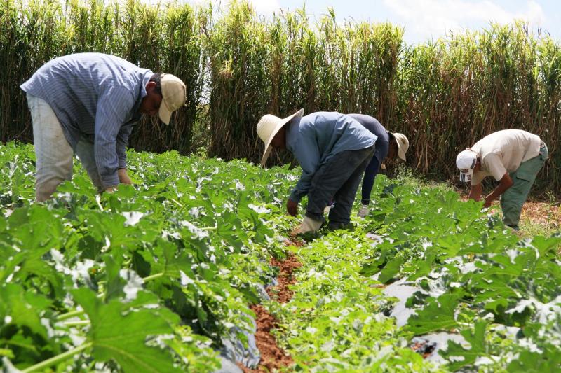 Líderes del agro imaginan el futuro de los alimentos en ALC