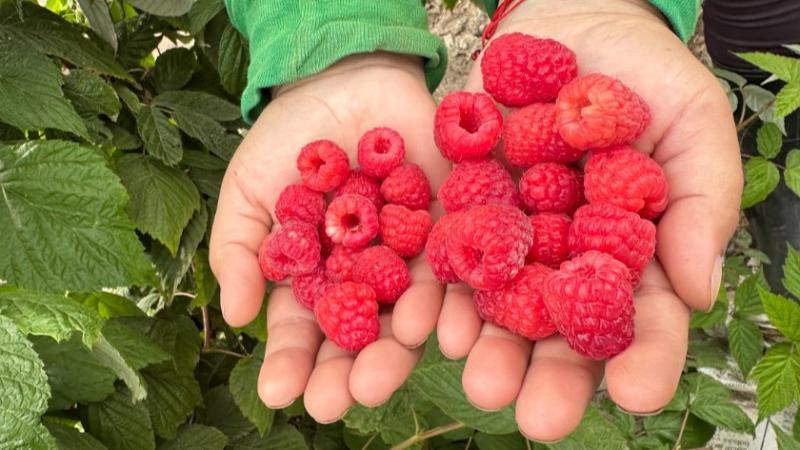 Los frutos rojos: ¿la próxima gran oportunidad para la agoexportación peruana?
