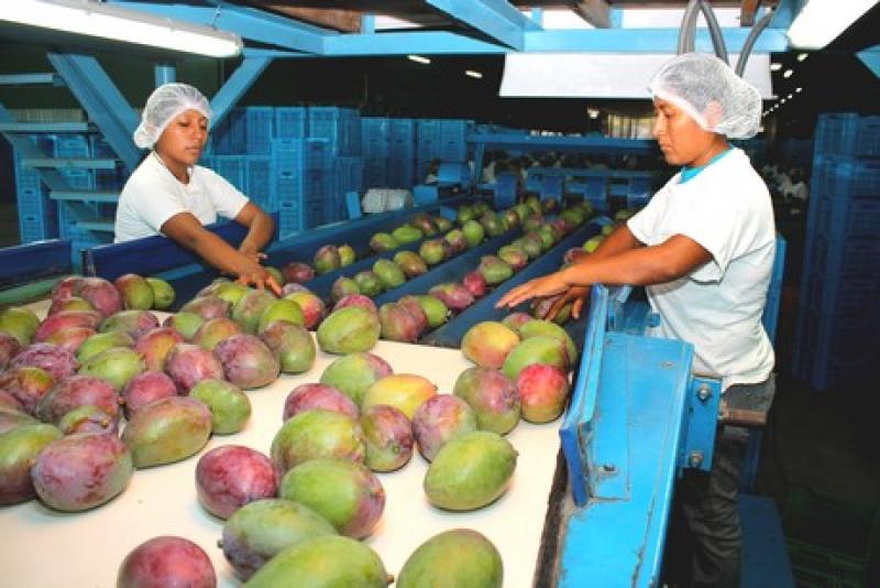\"LOS MERCADOS PARA MANGOS SE VUELVEN CADA VEZ MÁS EXIGENTES\"