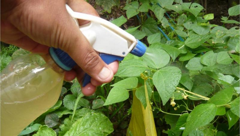 Los ocho insecticidas caseros más fáciles de elaborar para eliminar plagas de tu huerta