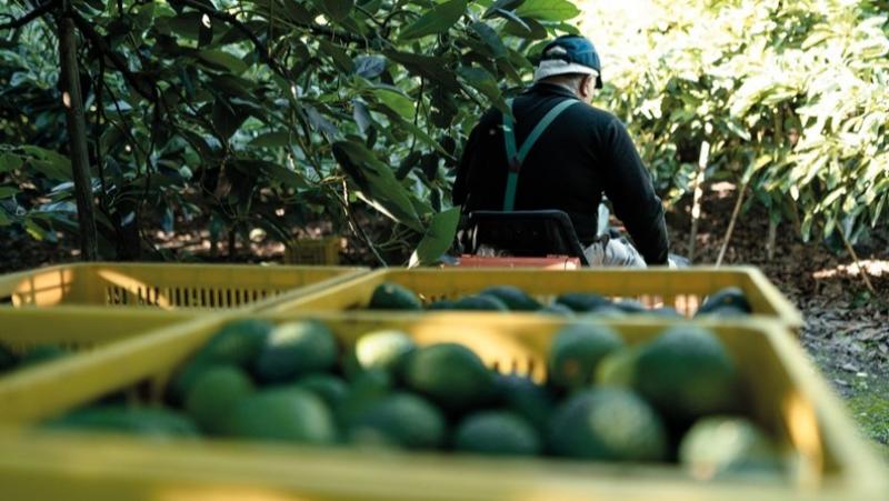Manejo Integrado de Plagas: Clave para el éxito de la palta peruana en el mundo