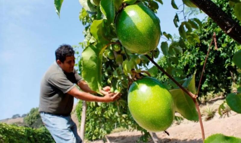 Maracuyá, alternativa de diversificación productiva frente al ataque del Fusarium R4T en banano orgánico de Piura