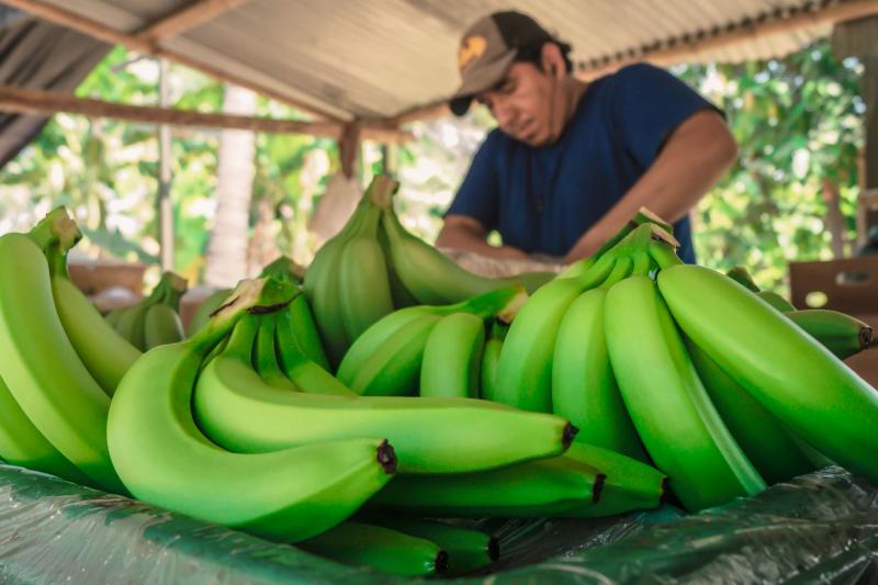 Marcas colectivas posicionan mejor oferta exportable de agricultores