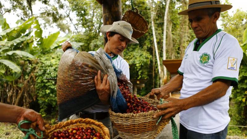 Más de 1.000 cooperativas corren riesgo de desaparecer de aprobarse proyecto de ley denominado de “modernización agraria”