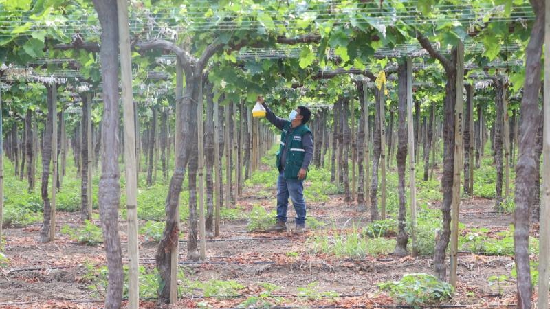 Más de 1.5 millones de productores beneficiados mediante Programa de Desarrollo de la Sanidad Agraria e Inocuidad Agroalimentaria-Fase II