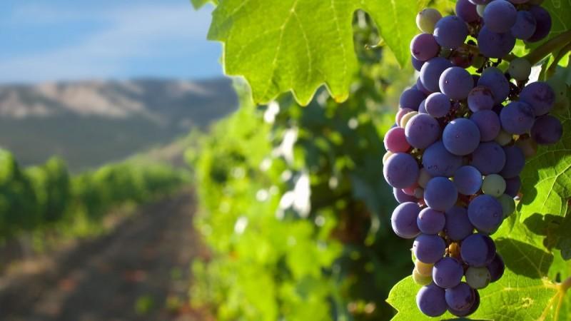 Más de 15 mil productores se dedicaron al cultivo de uva en Perú el 2024