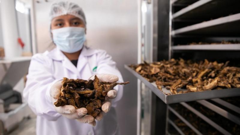 Más de 150 asociaciones han exportado directamente café, cacao, banano orgánico y mango