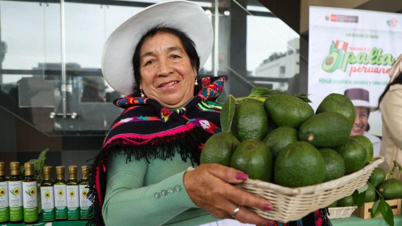 Más de 70 mil familias se dedican al cultivo de palta en Perú