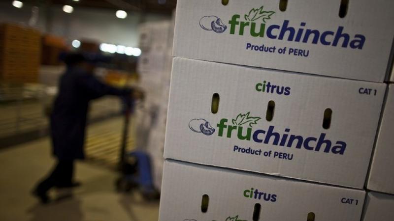 "Más volumen, menos precio: la campaña de palta peruana enfrenta su pico bajo presión"