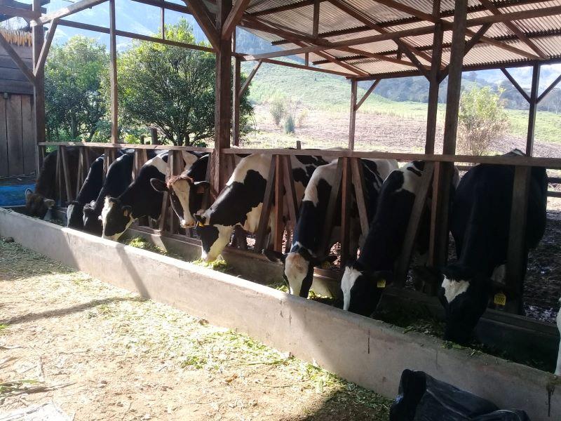 Mayor productividad en sector ganadero reduce emisiones de efecto invernadero, revela informe