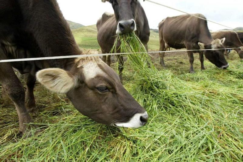 MEF transfiere S/ 35.1 millones para agro y protección del ganado del friaje