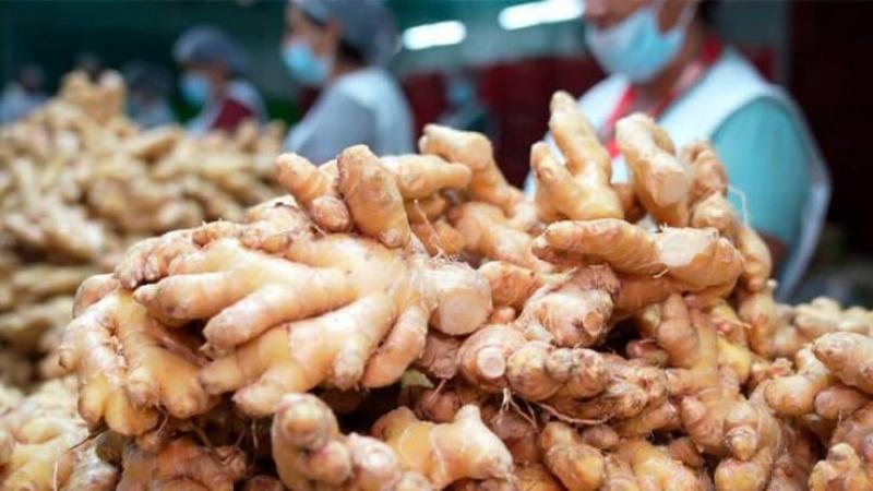 Mercado mundial de jengibre alcanzó los US$ 1,523 millones en 2024