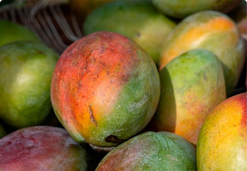 México exportó 103.972.448 cajas de mango a Estados Unidos en 2023, lo que significó un aumento de 10%