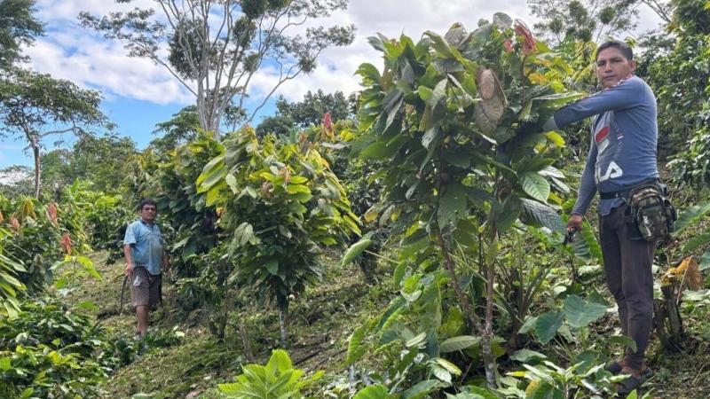 Midagri: A la fecha se han aprobado más de S/ 353 mil para indemnizar a pequeños productores de Ucayali afectados por inundaciones y sequías