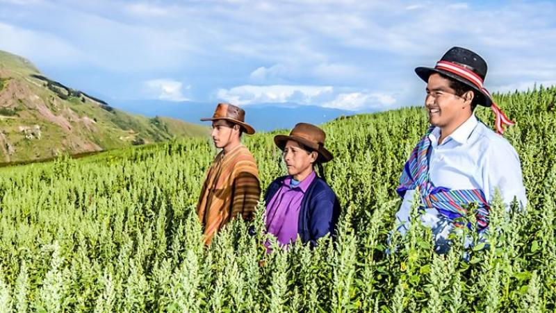 Midagri entregó S/ 628 millones en créditos a través del Fondo AgroPerú