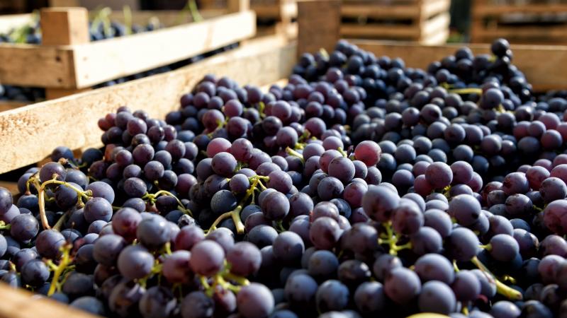 Midagri: exportaciones de uva de mesa superarán los US$ 1.900 millones