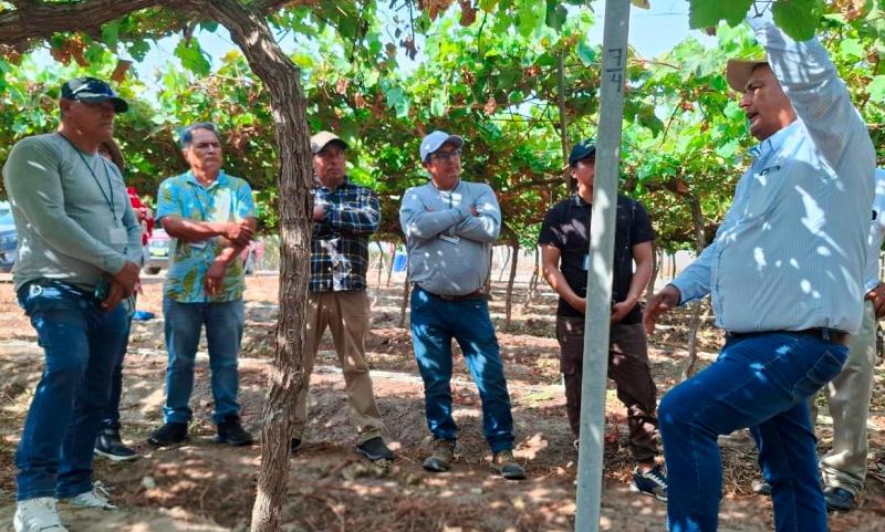 Midagri impulsa la productividad vitivinícola con pasantía técnica en Ica para pequeños productores