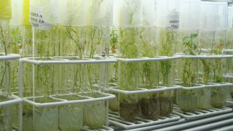 Midagri liderará cita mundial sobre semillas y seguridad alimentaria - TIRFAA 2025