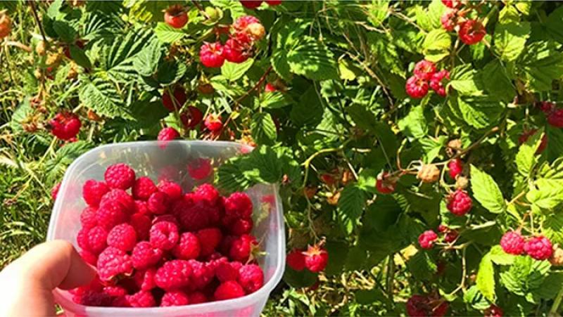 Midagri organizará el Primer Foro Internacional de la Frambuesa