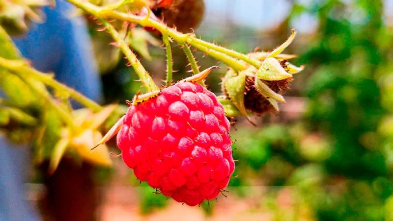 MIDAGRI organizará el Primer Foro Internacional de la Frambuesa el 13 de mayo