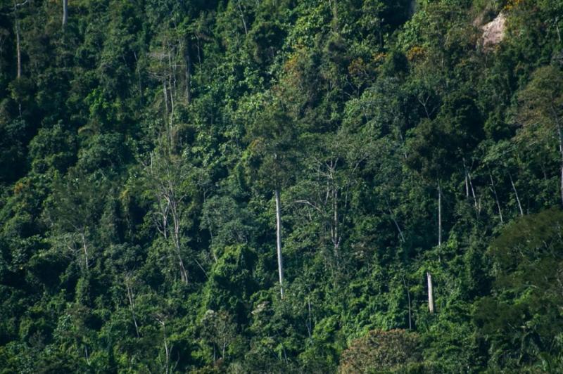 Midagri otorgará incentivos a quienes obtengan certificación forestal voluntaria