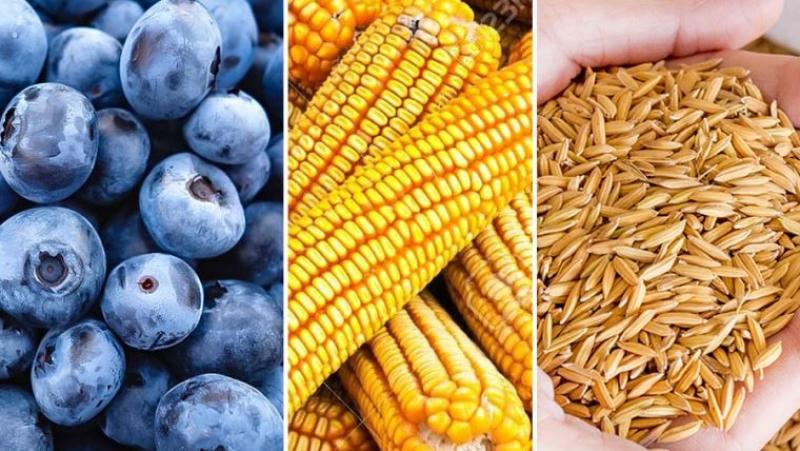 Midagri: Sector agropecuario se recupera y crece 3.4% en agosto