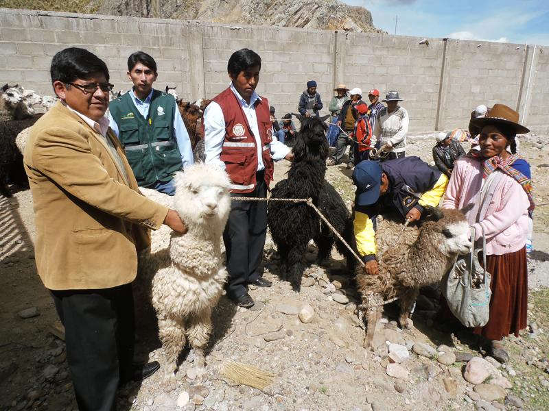 MINAGRI ENTREGÓ 2.811 ALPACAS A PRODUCTORES EN PUNO